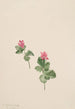 Rubus articus - Mary Vaux Walcott — artwork view