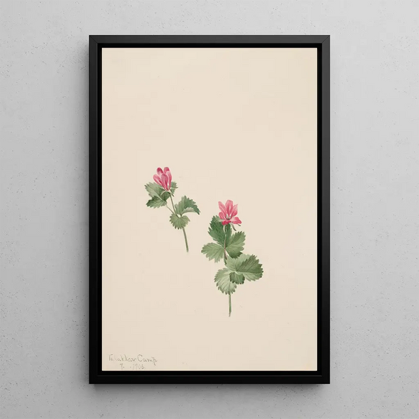 Rubus articus - Mary Vaux Walcott — framed artwork on a wall