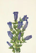 Gentiane à collerette Gentiana calycosa - Mary Vaux Walcott — artwork view