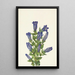 Gentiane à collerette Gentiana calycosa - Mary Vaux Walcott — framed artwork on a wall