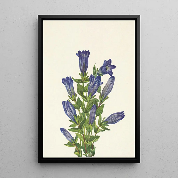 Gentiane à collerette Gentiana calycosa - Mary Vaux Walcott — framed artwork on a wall
