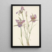 Mariposa with sage Calochortus macrocarpus - Mary Vaux Walcott — framed artwork on a wall