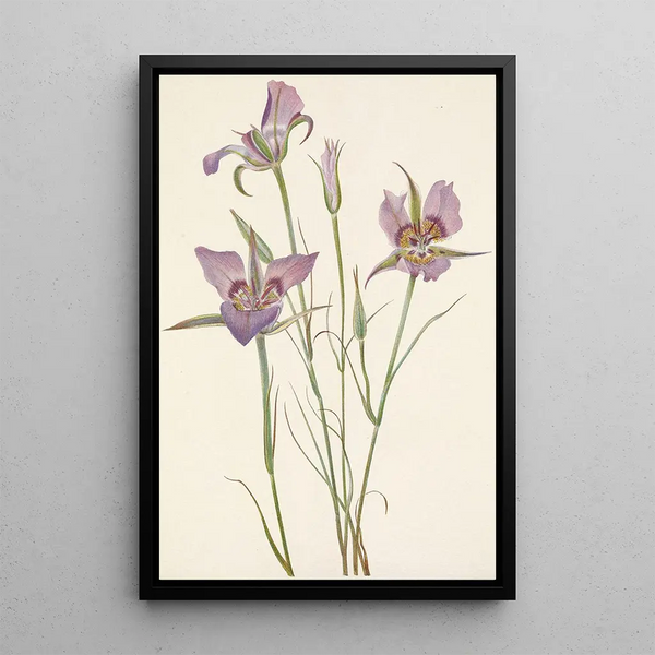 Mariposa with sage Calochortus macrocarpus - Mary Vaux Walcott — framed artwork on a wall