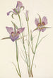 Mariposa with sage Calochortus macrocarpus - Mary Vaux Walcott — artwork view