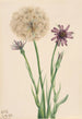 Salsifis Tragopogon porrifolius - Mary Vaux Walcott — artwork view