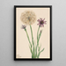 Salsifis Tragopogon porrifolius - Mary Vaux Walcott — framed artwork on a wall