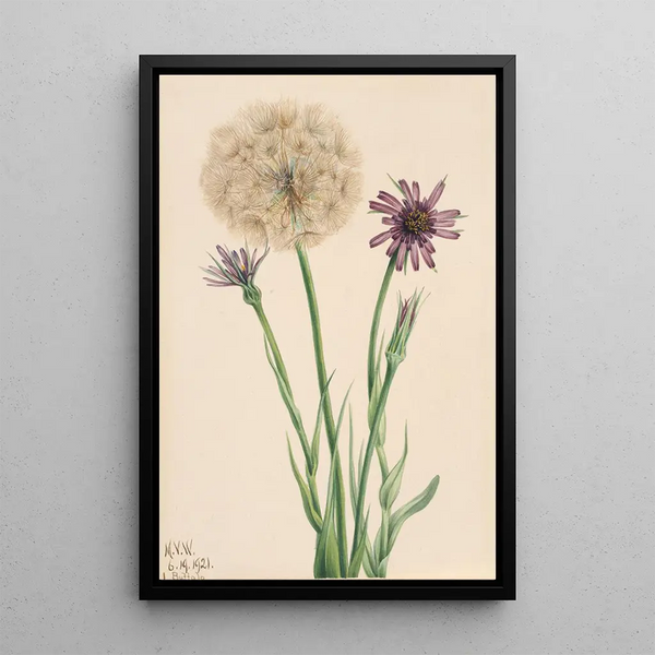 Salsifis Tragopogon porrifolius - Mary Vaux Walcott — framed artwork on a wall