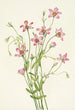 Rosegentiane des marais salants Sabbatia stellaris - Mary Vaux Walcott — artwork view