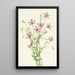 Rosegentiane des marais salants Sabbatia stellaris - Mary Vaux Walcott — framed artwork on a wall