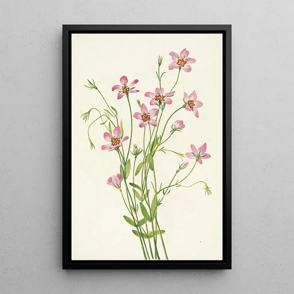 Rosegentiane des marais salants Sabbatia stellaris - Mary Vaux Walcott — framed artwork on a wall