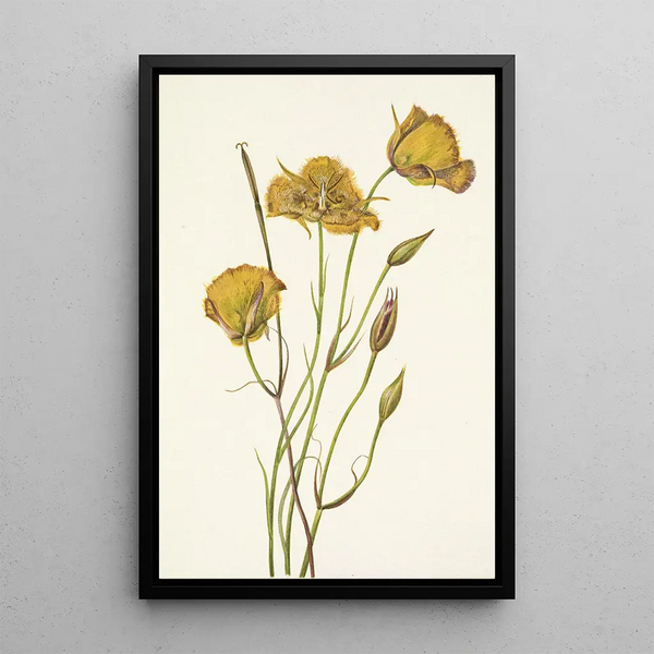 Mariposa de San Diego Calochortus weedii - Mary Vaux Walcott — framed artwork on a wall