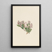 Myrte des sables Leiophyllum lyoni - Mary Vaux Walcott — framed artwork on a wall