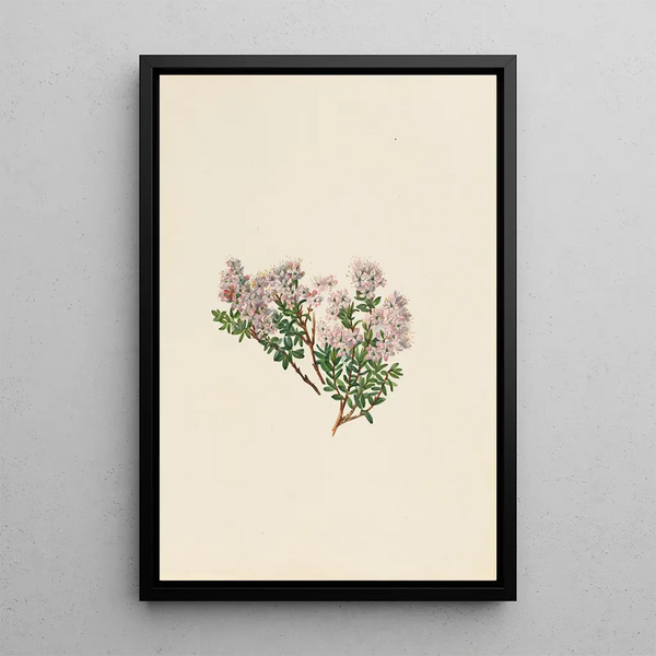 Myrte des sables Leiophyllum lyoni - Mary Vaux Walcott — framed artwork on a wall