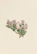 Myrte des sables Leiophyllum lyoni - Mary Vaux Walcott — artwork view