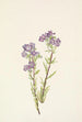 Phacélie des sables Phacelia linearis - Mary Vaux Walcott — artwork view