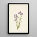 Phacélie des sables Phacelia linearis - Mary Vaux Walcott — framed artwork on a wall