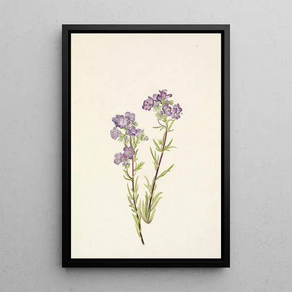 Phacélie des sables Phacelia linearis - Mary Vaux Walcott — framed artwork on a wall