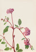 Verveine des sables Abronia umbellata - Mary Vaux Walcott — artwork view