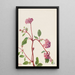 Verveine des sables Abronia umbellata - Mary Vaux Walcott — framed artwork on a wall