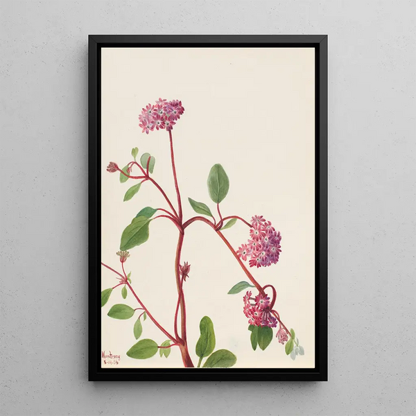 Verveine des sables Abronia umbellata - Mary Vaux Walcott — framed artwork on a wall