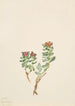 Sanifoiga adscendeus - Mary Vaux Walcott — artwork view