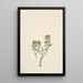Sanifoiga adscendeus - Mary Vaux Walcott — framed artwork on a wall