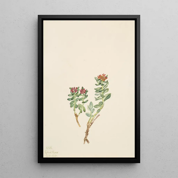 Sanifoiga adscendeus - Mary Vaux Walcott — framed artwork on a wall