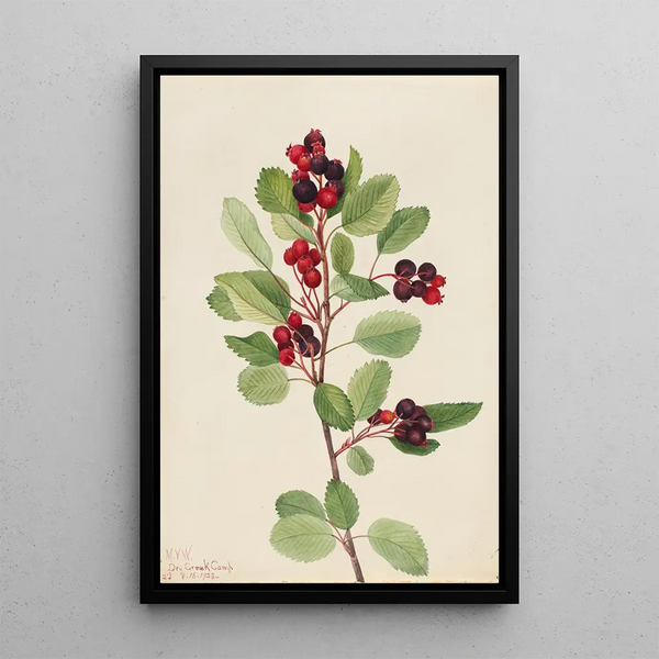 Amélanchier de Saskatoon Amelanchier alnifolia - Mary Vaux Walcott — framed artwork on a wall