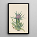 Saussurée Saussurea densa - Mary Vaux Walcott — framed artwork on a wall