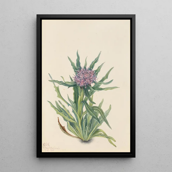 Saussurée Saussurea densa - Mary Vaux Walcott — framed artwork on a wall