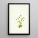Saxifrage Saxifraga caespitosa - Mary Vaux Walcott — framed artwork on a wall