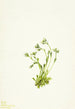 Saxifrage Saxifraga caespitosa - Mary Vaux Walcott — artwork view