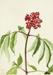 Elderberry Scarlet Sambucus pubens - Mary Vaux Walcott — artwork view