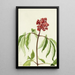 Elderberry Scarlet Sambucus pubens - Mary Vaux Walcott — framed artwork on a wall