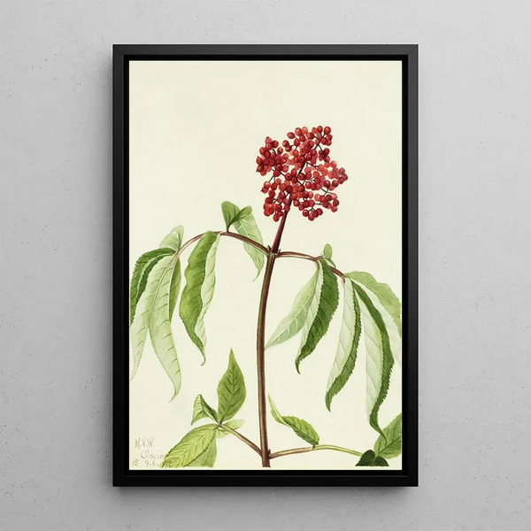Elderberry Scarlet Sambucus pubens - Mary Vaux Walcott — framed artwork on a wall