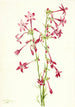 Scarlet Gilia Gilia aggregata - Mary Vaux Walcott — artwork view