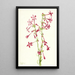 Scarlet Gilia Gilia aggregata - Mary Vaux Walcott — framed artwork on a wall