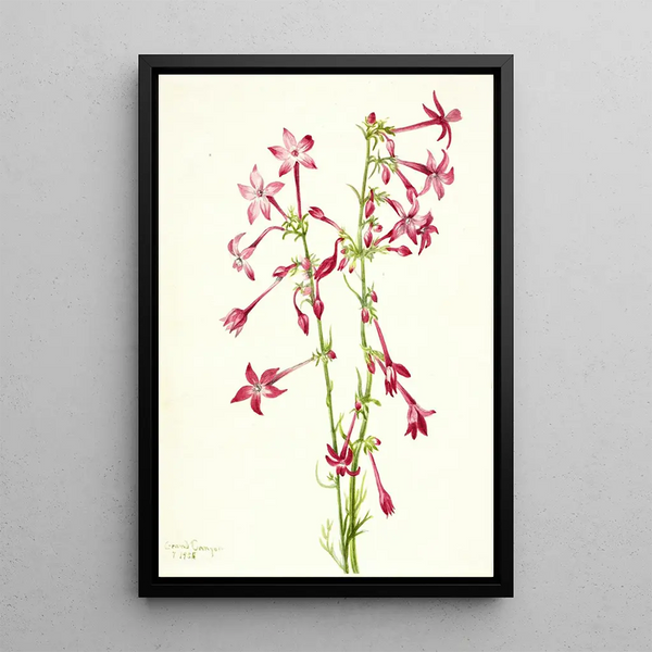 Scarlet Gilia Gilia aggregata - Mary Vaux Walcott — framed artwork on a wall