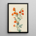 Mauve globe écarlate Sphaeralcea grossulariaefolia - Mary Vaux Walcott — framed artwork on a wall