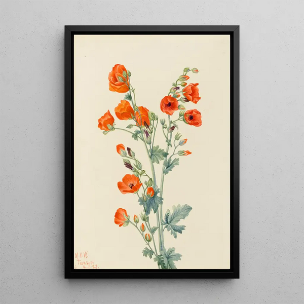Mauve globe écarlate Sphaeralcea grossulariaefolia - Mary Vaux Walcott — framed artwork on a wall