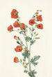 Mauve globe écarlate Sphaeralcea grossulariaefolia - Mary Vaux Walcott — artwork view