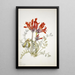 Loco écarlate Astragalus coccineus - Mary Vaux Walcott — framed artwork on a wall