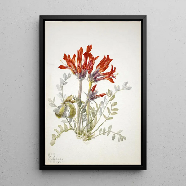 Loco écarlate Astragalus coccineus - Mary Vaux Walcott — framed artwork on a wall