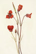 Mariposa écarlate Calochortus kennedyi - Mary Vaux Walcott — artwork view