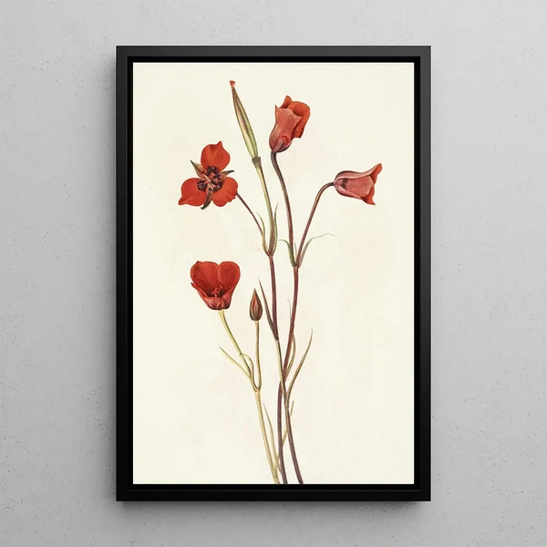 Mariposa écarlate Calochortus kennedyi - Mary Vaux Walcott — framed artwork on a wall