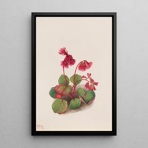 Schizocodon soldanelloides - Mary Vaux Walcott — framed artwork on a wall