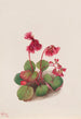 Schizocodon soldanelloides - Mary Vaux Walcott — artwork view