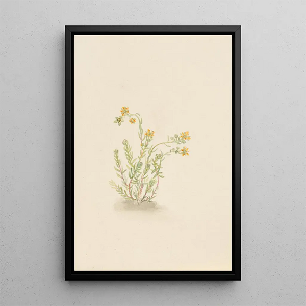 Sedum stenopetalum - Mary Vaux Walcott — framed artwork on a wall