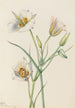 Ségo Lily Calochortus nuttallii - Mary Vaux Walcott — artwork view