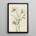 Ségo Lily Calochortus nuttallii - Mary Vaux Walcott — framed artwork on a wall